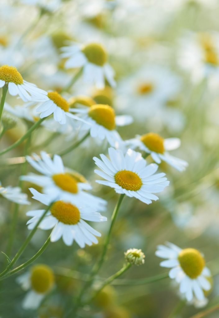 Chamomile flowers in nature.