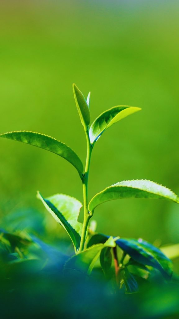 Green tea plants in the farm.