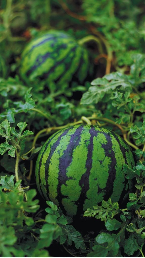 Watermelon in the farm.